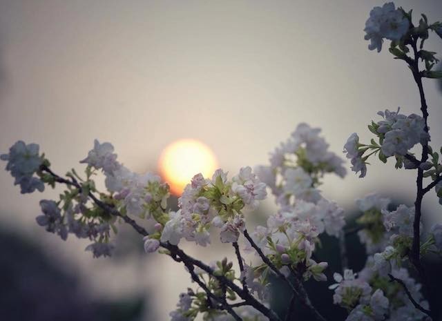 Hà Nội: Khai mạc lễ hội giao lưu văn hóa Nhật Bản 2018 ảnh 2