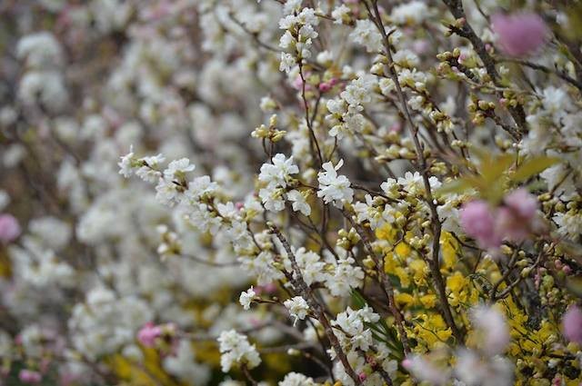 Hoa anh đào Nhật Bản khoe sắc trước giờ khai mạc lễ hội lớn chưa từng có ảnh 1