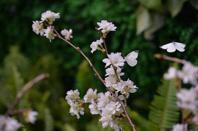 Hoa anh đào Nhật Bản khoe sắc trước giờ khai mạc lễ hội lớn chưa từng có ảnh 7