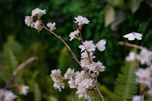 Biển người chen chân ngắm hoa anh đào ngày đầu lễ hội ảnh 5