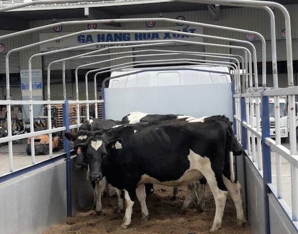 Vinamilk tiên phong với sữa A2 ảnh 3