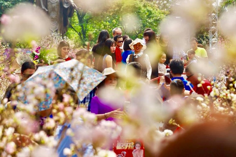 NHK (Nhật Bản) truyền hình trực tiếp chương trình Sadamasashi từ Lễ hội hoa anh đào Hà Nội 2019 ​ ảnh 4