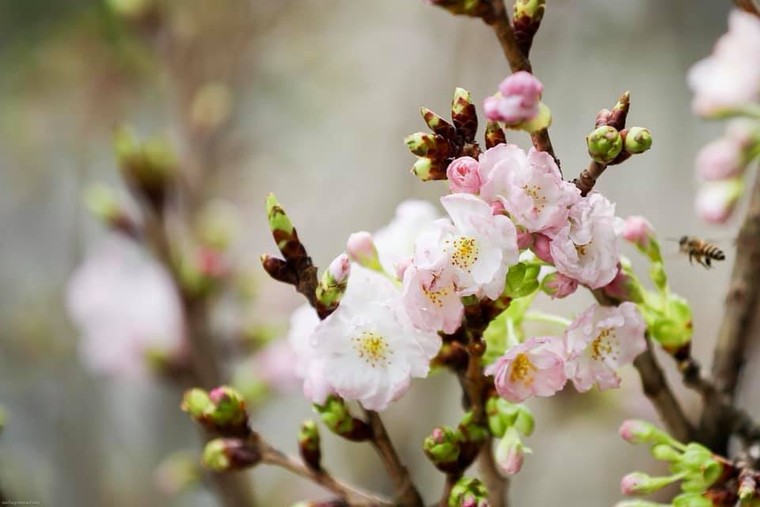 Hơn triệu người ‘check in’ Lễ hội hoa anh đào Nhật Bản- Hà Nội 2019 ảnh 1