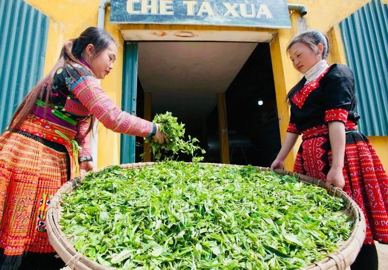 Uống trà Shan tuyết cổ thụ có thể ngăn ngừa virus? ảnh 5