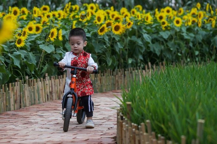 Hoa đồng, cỏ nội khoe sắc trên đường hoa Home Hanoi Xuan 2021 ảnh 5