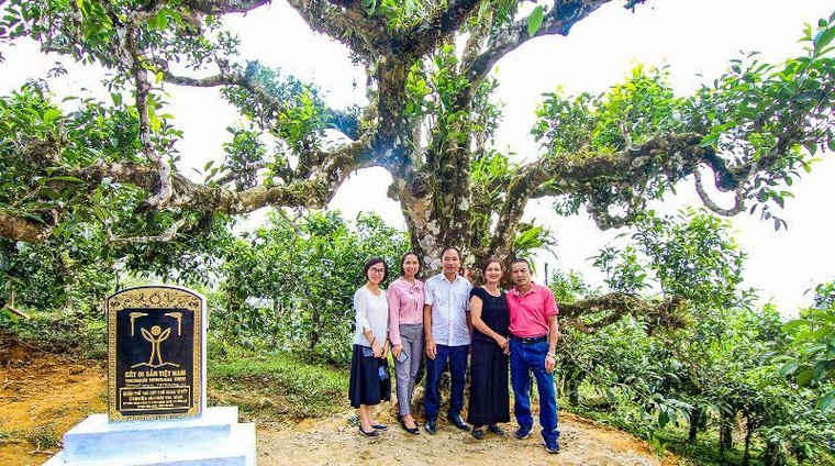 Chọn trà cho Tết ảnh 2