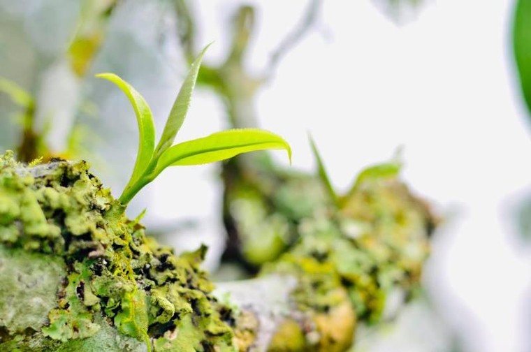 Chọn trà cho Tết ảnh 6