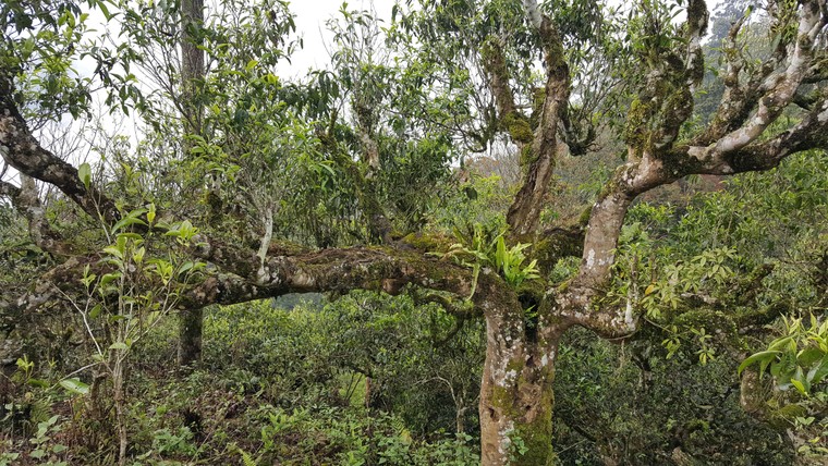 Tinh hoa Việt trong phẩm trà ép bánh Khuê Văn Các ảnh 4