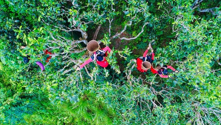 Shanam hợp tác cùng Sunwah Hong Kong đưa chè shan tuyết cổ thụ Việt Nam ra thị trường quốc tế ảnh 4