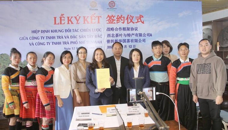 Từ chung trà Đại hồng bào Vũ Di nghĩ tới trà shan tuyết cổ thụ Việt Nam ảnh 4