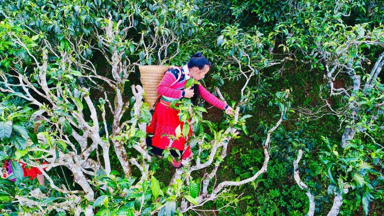 Độc đáo chùa cầu Hội An làm từ 20 kg trà shan tuyết cổ thụ ảnh 7