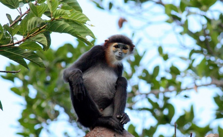 Đánh đổi 12 ha rừng trong Khu dự trữ sinh quyển thế giới lấy 100 căn biệt thự? ảnh 2