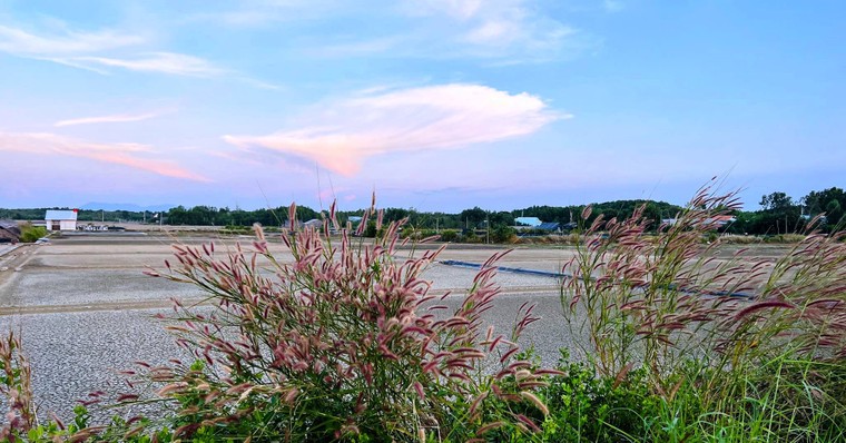 Giới trẻ phát sốt trước mùa cỏ hồng đẹp ngất ngây ở ấp đảo Thiềng Liềng ảnh 1