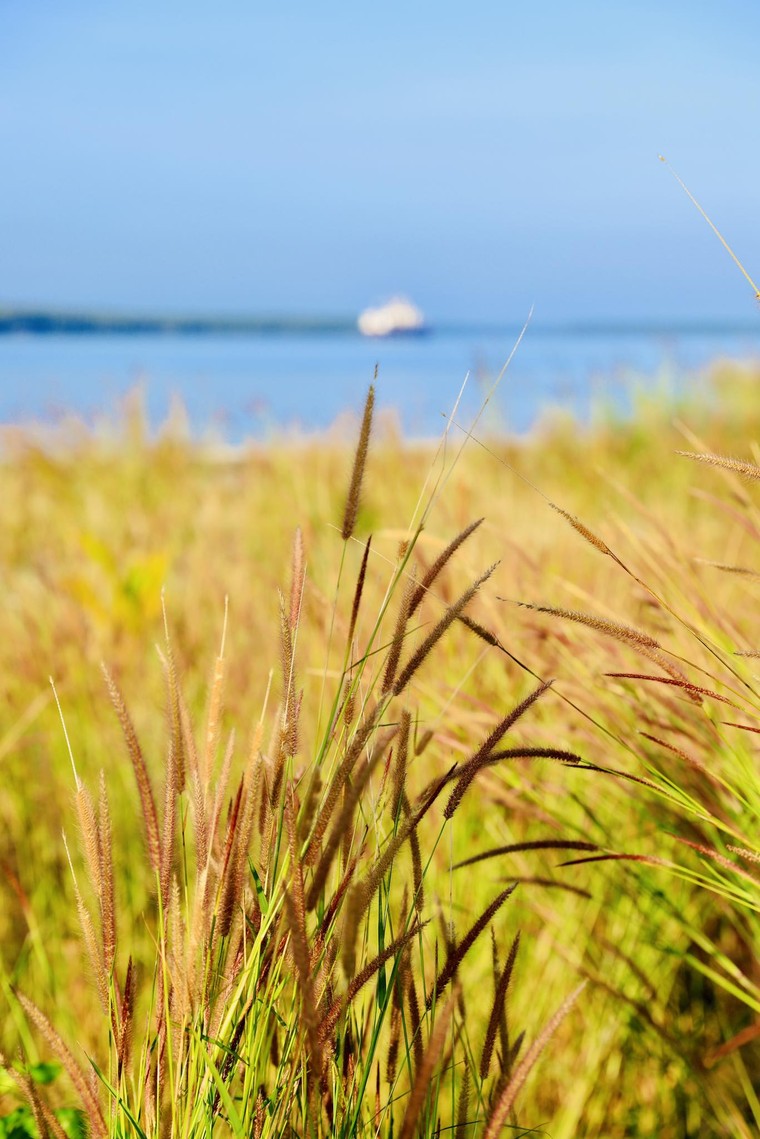 Giới trẻ phát sốt trước mùa cỏ hồng đẹp ngất ngây ở ấp đảo Thiềng Liềng ảnh 6