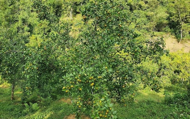 Trà quýt cổ- món quà “Thiên thượng lạc nhân gian” ảnh 1