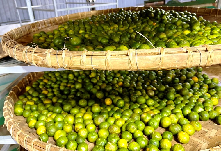 Trà quýt cổ- món quà “Thiên thượng lạc nhân gian” ảnh 2