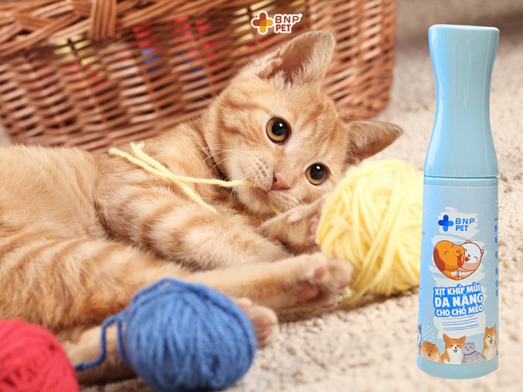 Cuối năm dọn nhà, khử khuẩn, đón bình an ảnh 1