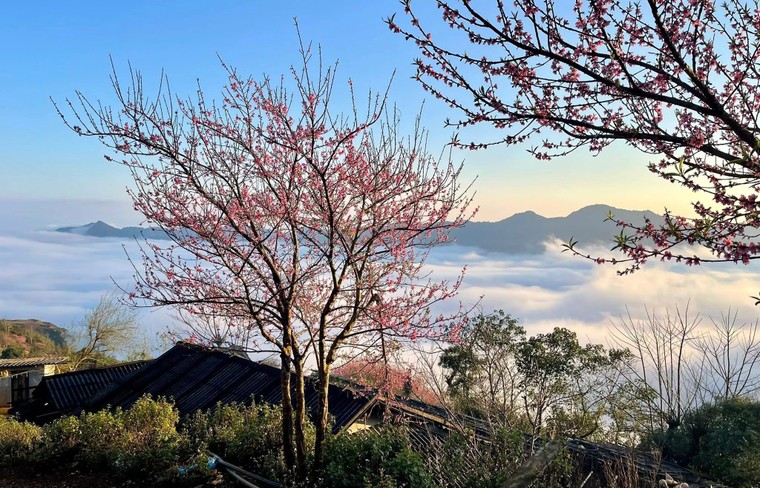 Quà tết 2026: Mận Mây sấy dẻo – lời hẹn ước của mùa xuân nơi rẻo cao ảnh 2