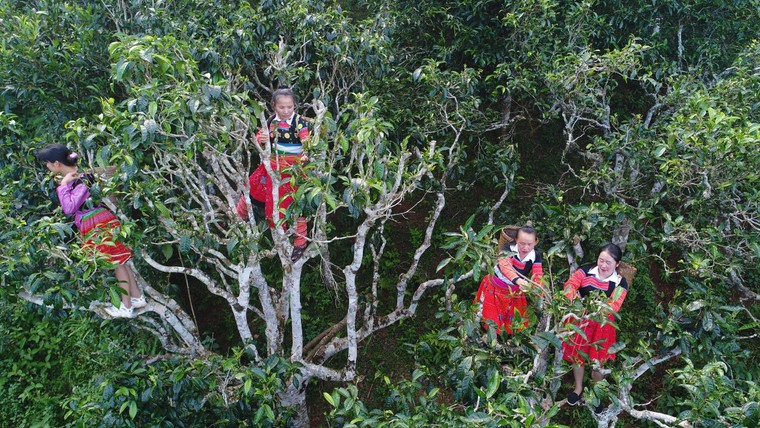 Quà tết ngon, độc, lạ: Trái cây rừng sấy dẻo theo phương pháp lên men trà Phổ Nhĩ ảnh 1