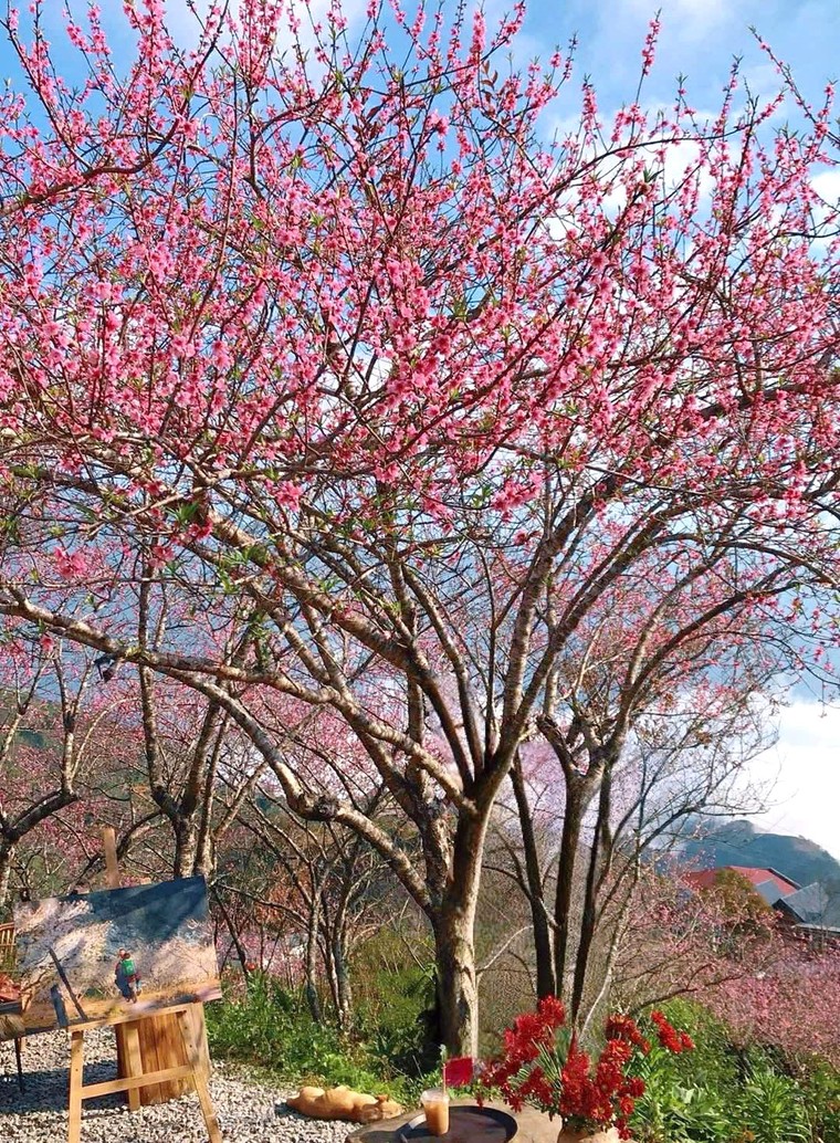 Quà tết 2026: Đào rừng sấy dẻo – phẩm quà ngọt ngào của mùa giá băng ảnh 2