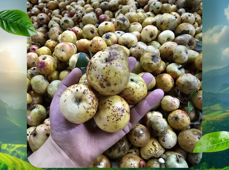 Quà tết 2026: Táo Sơn Tra sấy dẻo - biến chua chát thành ngọt lành xuân mới ảnh 5