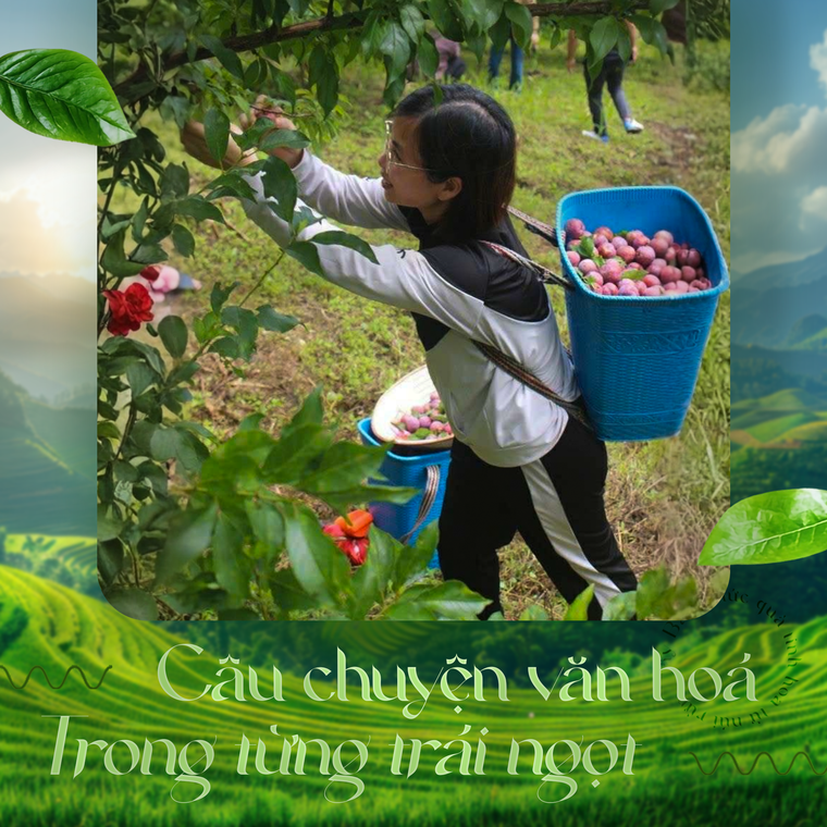 Thị trường quà tết 2026: trà thượng hạng lên ngôi, hoa quả sấy dẻo được yêu thích ảnh 7