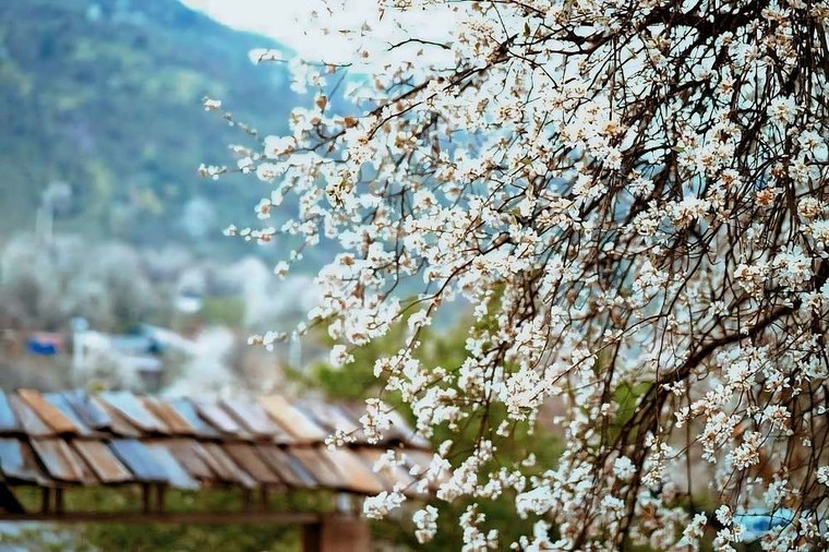 Quà tết 2026: Táo Sơn Tra sấy dẻo - biến chua chát thành ngọt lành xuân mới ảnh 1