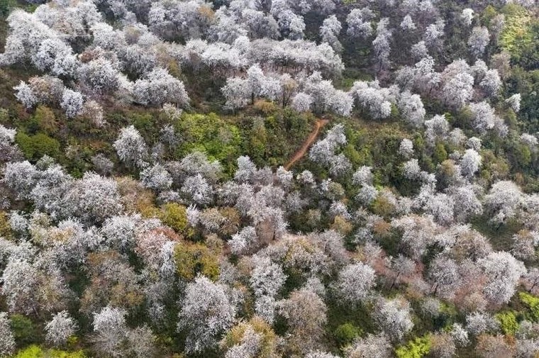 Quà tết 2026: Táo Sơn Tra sấy dẻo - biến chua chát thành ngọt lành xuân mới ảnh 2