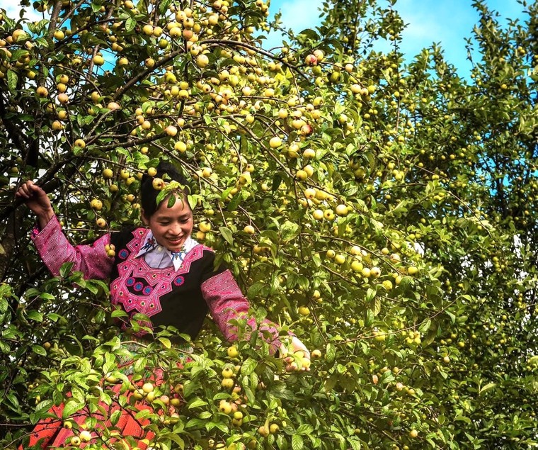 Quà tết 2026: Táo Sơn Tra sấy dẻo - biến chua chát thành ngọt lành xuân mới ảnh 3