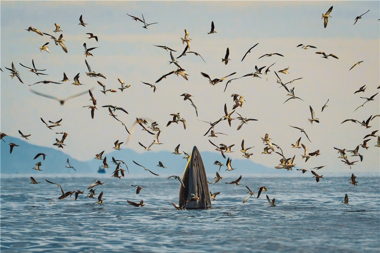 Năm Du lịch Quốc gia 2026: Gia Lai đã sẵn sàng cho hành trình “biển chạm cao nguyên” ảnh 1