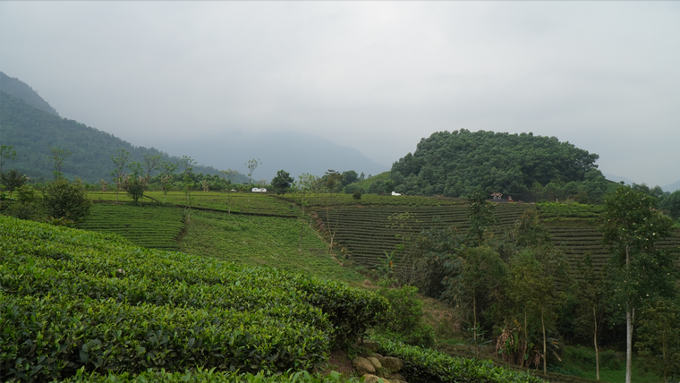 Phu chè và nỗi vất vả mưu sinh ảnh 3