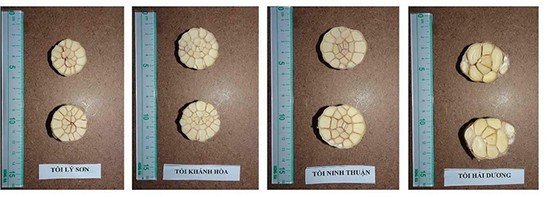 Cấp chứng nhận chỉ dẫn địa lý cho tỏi Lý Sơn ảnh 1