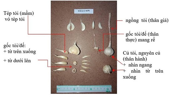 Cấp chứng nhận chỉ dẫn địa lý cho tỏi Lý Sơn ảnh 2