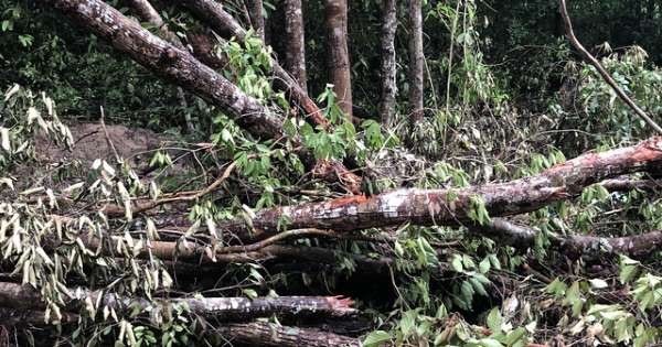 Thủ tướng yêu cầu kiểm tra vụ Côn Đảo định phá rừng dầu làm khu tái định cư ảnh 1