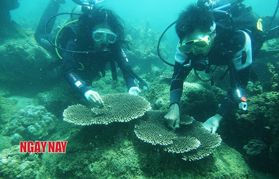 Rong ruổi Cù Lao Chàm ảnh 6