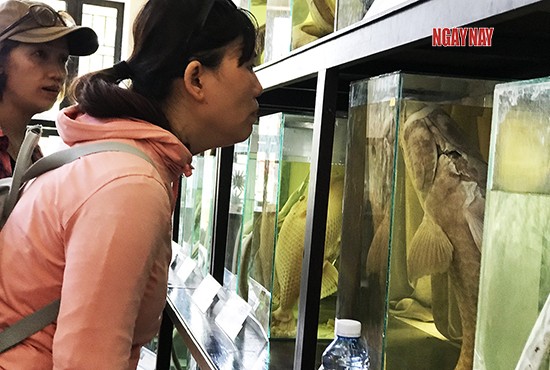 Rong ruổi Cù Lao Chàm ảnh 3