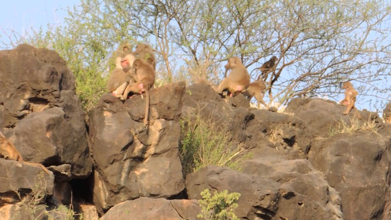 Thung lũng Awash ảnh 4