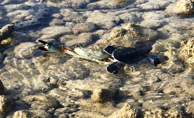 Người và rùa song hành ​ ảnh 2