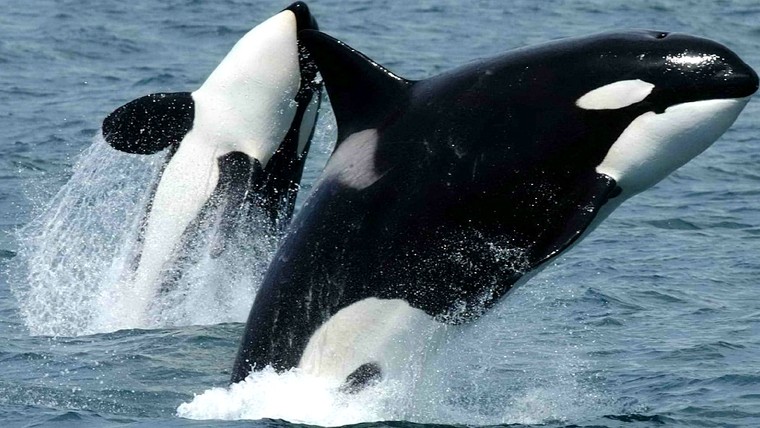 Bảo tồn cá voi nhờ hình ảnh chụp vệ tinh ảnh 1