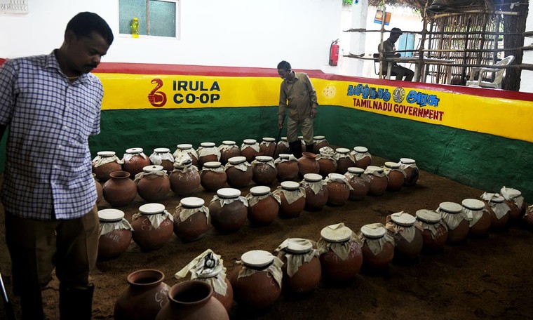 Nghề săn bắt rắn lấy nọc ở Ấn Độ ảnh 1