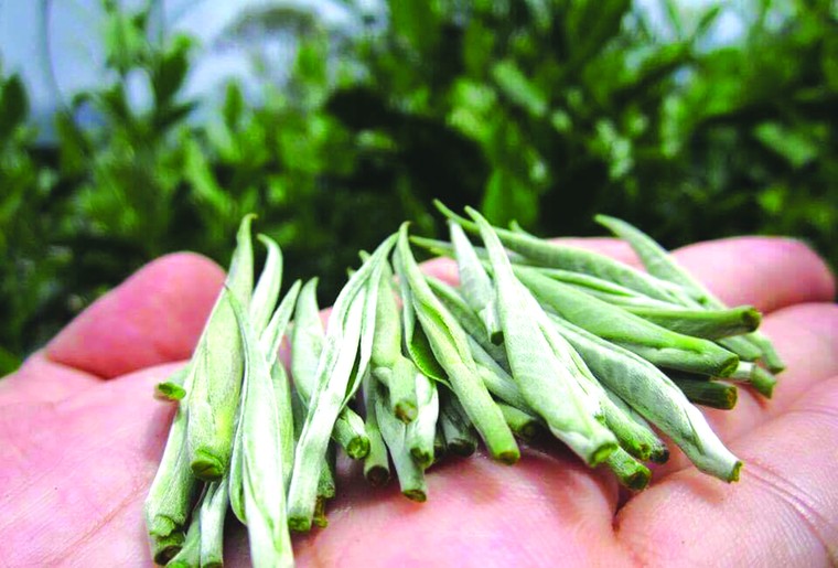 Uống trà cùng ai? ảnh 4