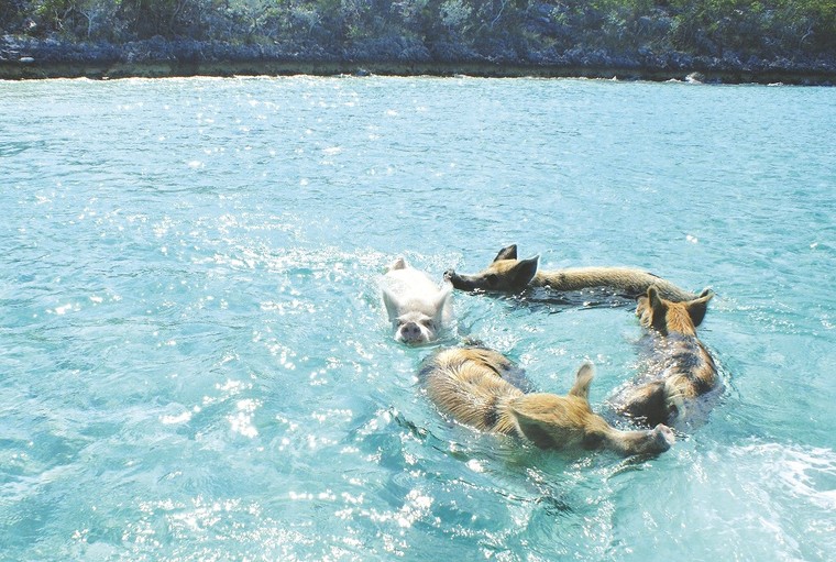Câu chuyện về những chú lợn biết bơi ở Bahamas ảnh 1
