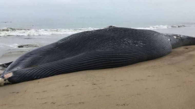 Nỗ lực bảo tồn những động vật khổng lồ sinh sản chậm ảnh 1