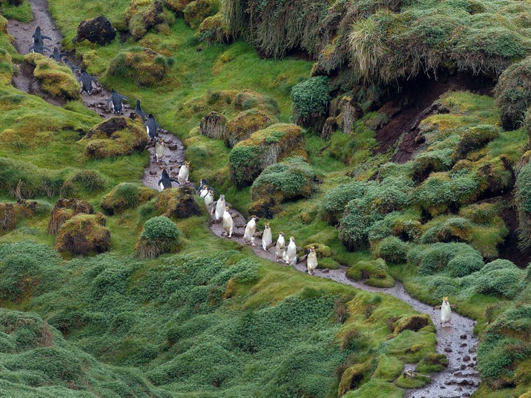 Đảo Macquarie ảnh 3