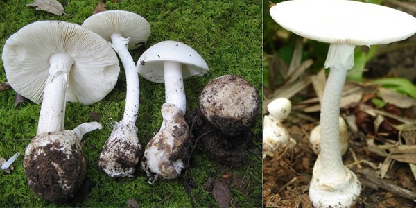 Mối nguy hại mang tên... nấm rừng ảnh 1