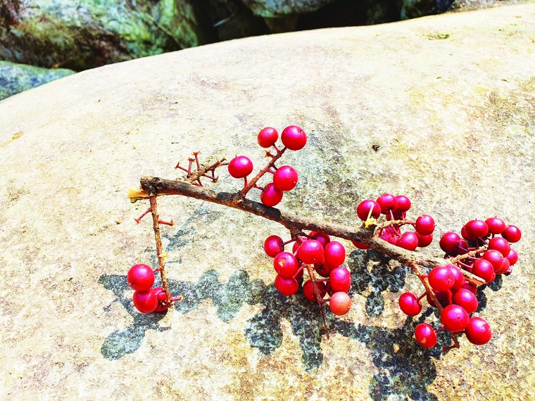 Hành trình về với rừng ảnh 4