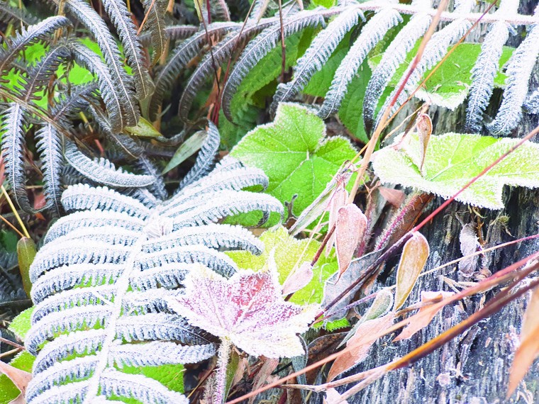 Hành trình về với rừng ảnh 3