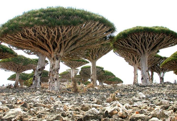 Quần đảo Socotra với hơn 700 loài đặc hữu ảnh 5