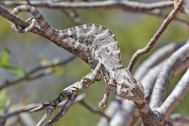 Quần đảo Socotra với hơn 700 loài đặc hữu ảnh 2
