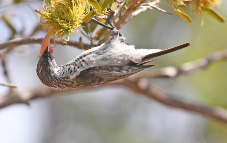 Quần đảo Socotra với hơn 700 loài đặc hữu ảnh 1